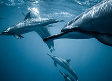 污污污的网站下载在线，污污污的网站下载在线播放